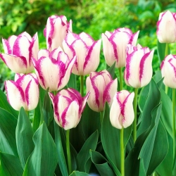 Tulip Affaire - pakej besar! - 50 keping - 