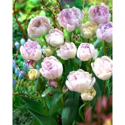 Tulip 'Normandie' - paquete grande - 50 piezas