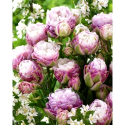 Tulipe 'Peggy Wonder' - grand paquet - 50 pcs