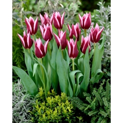 Tulip 'Rajka' - paquete grande - 50 piezas