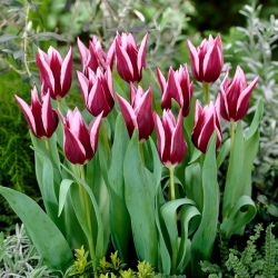 Tulip 'Rajka' - paquete grande - 50 piezas