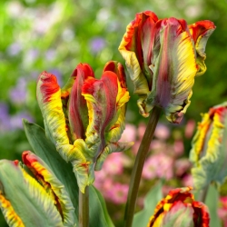 Tulipe 'Rasta Parrot' - grand paquet - 50 pcs
