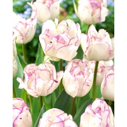Tulip 'Shirley Double' - pacote grande - 50 unidades