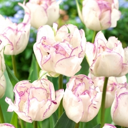 Tulip 'Shirley Double' - paquete grande - 50 piezas