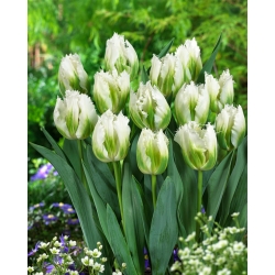 Tulip 'Snow Valley' - large package - 50 pcs