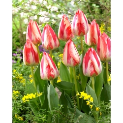 Tulip 'Spryng Break' - paquete grande - 50 piezas