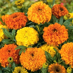 Mexican marigold "Colando" - low growing variety; Aztec marigold