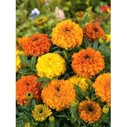 Mexican marigold "Colando" - low growing variety; Aztec marigold