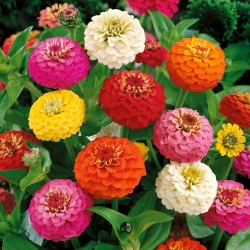 Zinnia enana "Pepito" - variedad de flores dobles - 