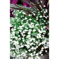 Lobélie traînante à fleurs blanches - 