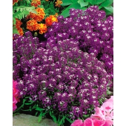 Alyssum dulce - flori violet închis; dulce alison - 