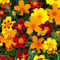 Marigold "Disco" - campuran pelbagai bunga tunggal yang tumbuh rendah - 