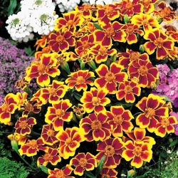 Marigold "Disco" - single flowered, low growing, carmine-yellow