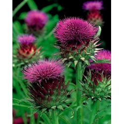 Cardoon - bunga merah jambu gelap; thistle artichoke - 
