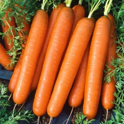 Carrot "Touchon" - a medium early variety that can be grown in pots