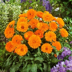 Portakal çiçekli saksı kadife çiçeği; kızılcıklar, ortak kadife çiçeği, İskoç kadife çiçeği - 