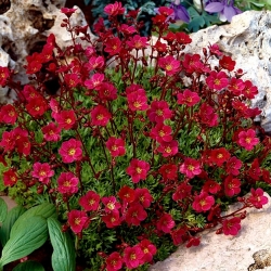 Sassifraga rossa: un tappeto rosso nel tuo giardino! - rockfoil - 