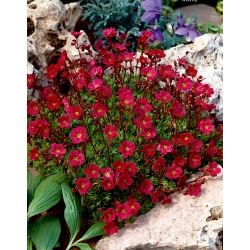 Saxifrage merah - permaidani merah di taman anda! - batu karang - 