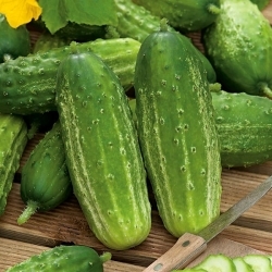 Komkommer "Edyp F1" - NANO-GRO - verhoog het oogstvolume met 30% - 