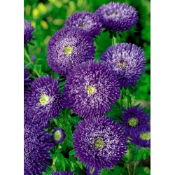Aster violeta de doble flor "Sidonia" - 