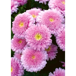 Double-flowered pink aster "Sidonia"