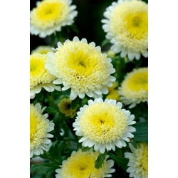 Aster amarillo de doble flor "Sidonia" - 