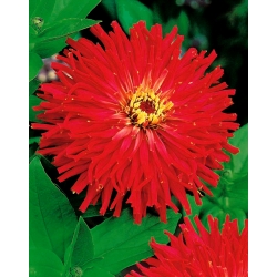 Zinnia común: rojo, con flores de crisantemo; juventud y vejez, elegante zinnia - 