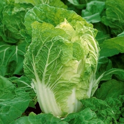 Napa cabbage "Bilko F1" - summer and autumn harvest