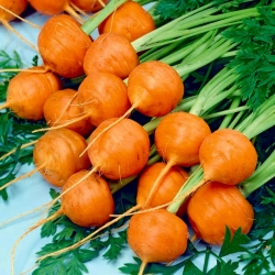 Carrot Pariser Markt 5 - tidig sort med sfäriska rötter - 