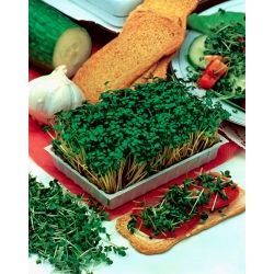 Sprouting seeds - Green kale