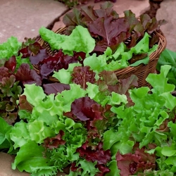 Сортова суміш салату для зрізаного листя - 
