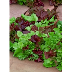 Amestec de soiuri de salată verde pentru frunze tăiate - 