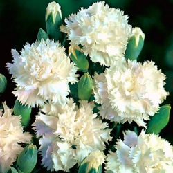 White carnation "Grenadin"; clove pink