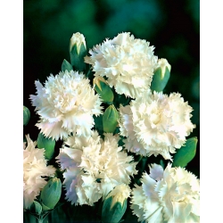 White carnation "Grenadin"; clove pink