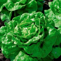 Field butterhead lettuce "Green Regina" - does not shoot flowering stalks