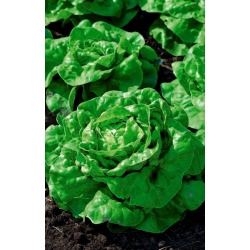 Field butterhead lettuce "Green Regina" - does not shoot flowering stalks