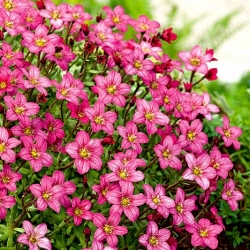 Saxifrage rosa - um tapete rosa em seu jardim; rockfoil - 