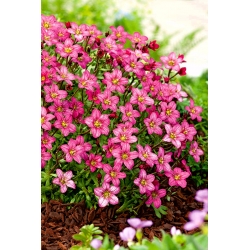 Pink saxifrage - et rosa teppe i hagen din; rockfoil - 