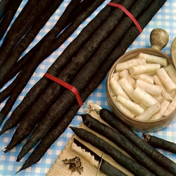 Zwarte schorseneren "Hoffmanns Schwarze Pfahl"; Spaanse schorseneren, zwarte oesterplant, slangenwortel, adderkruid, addergras, scorzonera - 