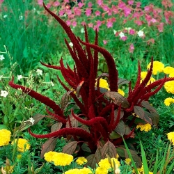 Vere-amarant "Punane Rebane"; punane amarant, lilla amarant, printsi sulg, Mehhiko tera amarant - 