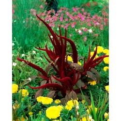 Kan bitkisi "Kızıl Tilki"; kırmızı amarant, mor amarant, prens tüyü, Meksika tahıl amaranth - 
