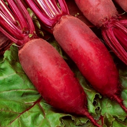 Red beetroot Forono