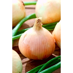 Onion Wama