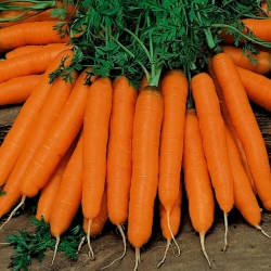 Cà rốt Delta - giống muộn - 