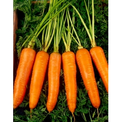 Zanahoria Flamanka - variedad tardía - 