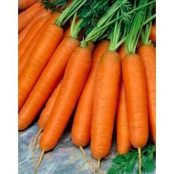 Carrot Nantes 5 - Fanta - giống sớm trung bình - 