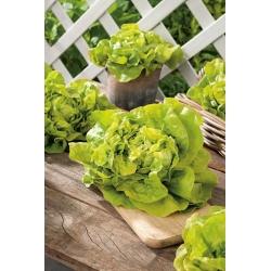 Butterhead lettuce 'Ovation'