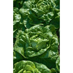 Butterhead lettuce 'Chance' - cultivation in greenhouses