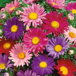 Single-flowered aster variety mix