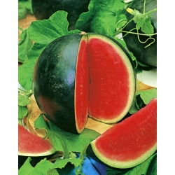 Watermeloen - Rosario - 11 zaden - Citrullus lanatus
